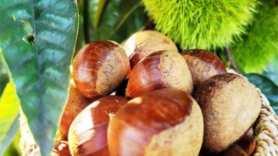 🌰 공주밤알밤: 솔직 후기와 꿀팁 대방출!